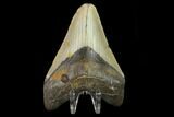 Fossil Megalodon Tooth - North Carolina #131570-1